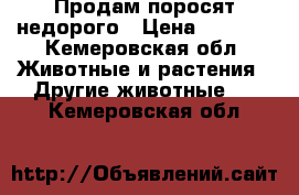 Продам поросят недорого › Цена ­ 2 500 - Кемеровская обл. Животные и растения » Другие животные   . Кемеровская обл.